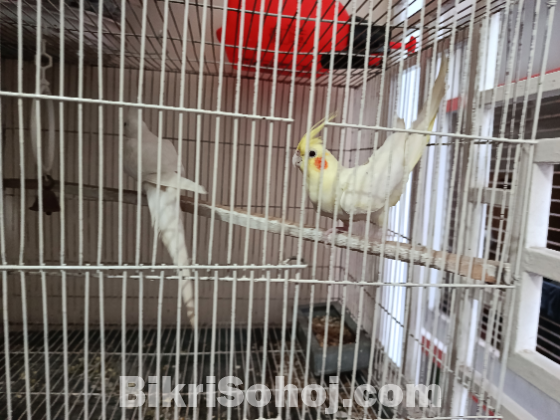 Ek Pair Running Cokatel Bird